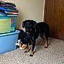 dog, black_dog, tan_markings, carpet, indoor, plastic_bins, folded_clothes, stuffed_toy, wall, door, pet, animal, floor, household_items, storage, curious, standing, domestic, room, interior