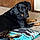 Remington