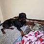 Remington is registered to the contest to win money with this photo: dog, bed, blanket, plush_toy, indoor, resting, black_dog, brown_dog, canine, animal, furniture, cozy, fabric, toy, sleepy, pet, comfort, domestic_animal, relaxation, lying_down