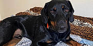 Remington is registered to the contest to win money with this photo: dog, animal, pet, black_dog, tan_markings, blanket, leopard_print, zebra_print, indoors, cozy, resting, lying_down, looking_at_camera, fur, ears, paws, collar, bedroom, home, cute
