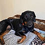 dog, animal, pet, black_dog, tan_markings, blanket, leopard_print, zebra_print, indoors, cozy, resting, lying_down, looking_at_camera, fur, ears, paws, collar, bedroom, home, cute