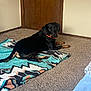 Remington joined the competition — help win amazing prizes! dog, black_dog, orange_collar, blanket, carpet, indoor, door, wall, pet, animal, resting, looking_back, floor, home, fur, canine, calm, domestic, quiet, cozy