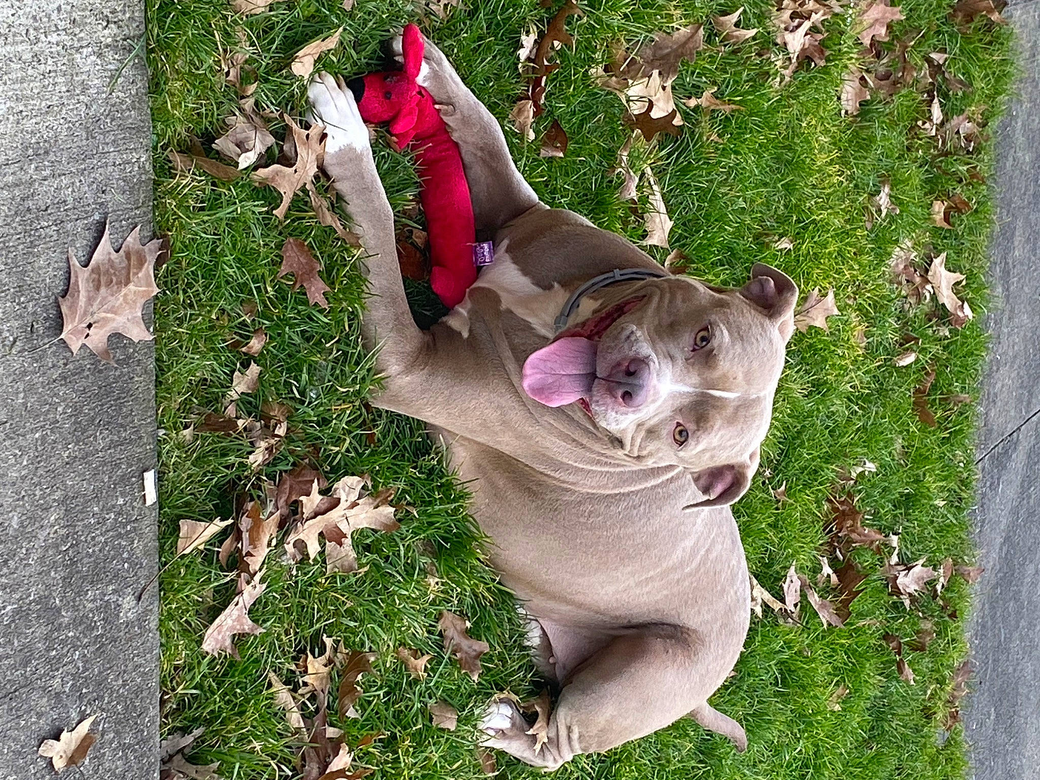 Luna Girl is registered to the contest to win money with this photo: canidae, carnivore, collar, companion_dog, dog, dog_breed, fashion_accessory, fawn, felidae, garden, grass, lawn_ornament, leash, magenta, pet_supply, pink, plant, sporting_group, tail, working_animal