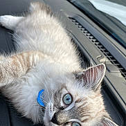 Obi joined the competition — help win amazing prizes! kitten, cat, blue_eyes, fluffy, collar, pet, animal, indoor, car_dashboard, closeup, feline, cute, young, fur, whiskers, relaxed, portrait, domestic_animal, curious, light