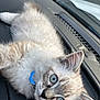kitten, cat, blue_eyes, fluffy, collar, pet, animal, indoor, car_dashboard, closeup, feline, cute, young, fur, whiskers, relaxed, portrait, domestic_animal, curious, light