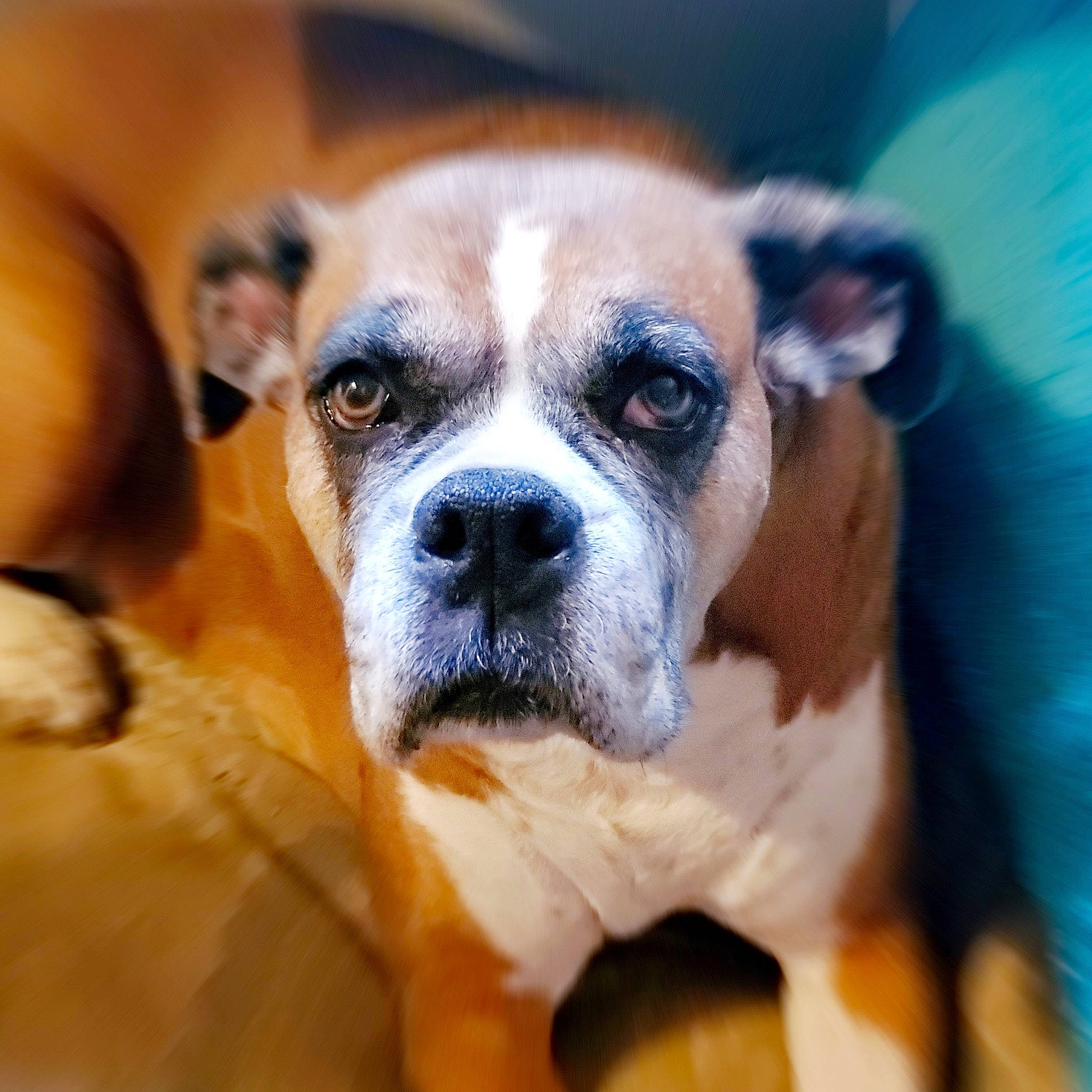 Madalynne is registered to the contest to win money with this photo: australian_bulldog, boxer, bulldog, canidae, carnivore, companion_dog, dog, dog_breed, fawn, mammal, non_sporting_group, nose, old_english_bulldog, olde_english_bulldogge, puppy, puppy_love, rare_breed_dog, snout, valley_bulldog, vertebrate