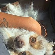 Rosie is registered to the contest to win money with this photo: dog, fluffy, white_fur, brown_fur, pet, close_up, sunlight, tattoo, arm, lap, cozy, companion, animal, cute, relaxed, indoor, portrait, furry, friendly, domestic_animal