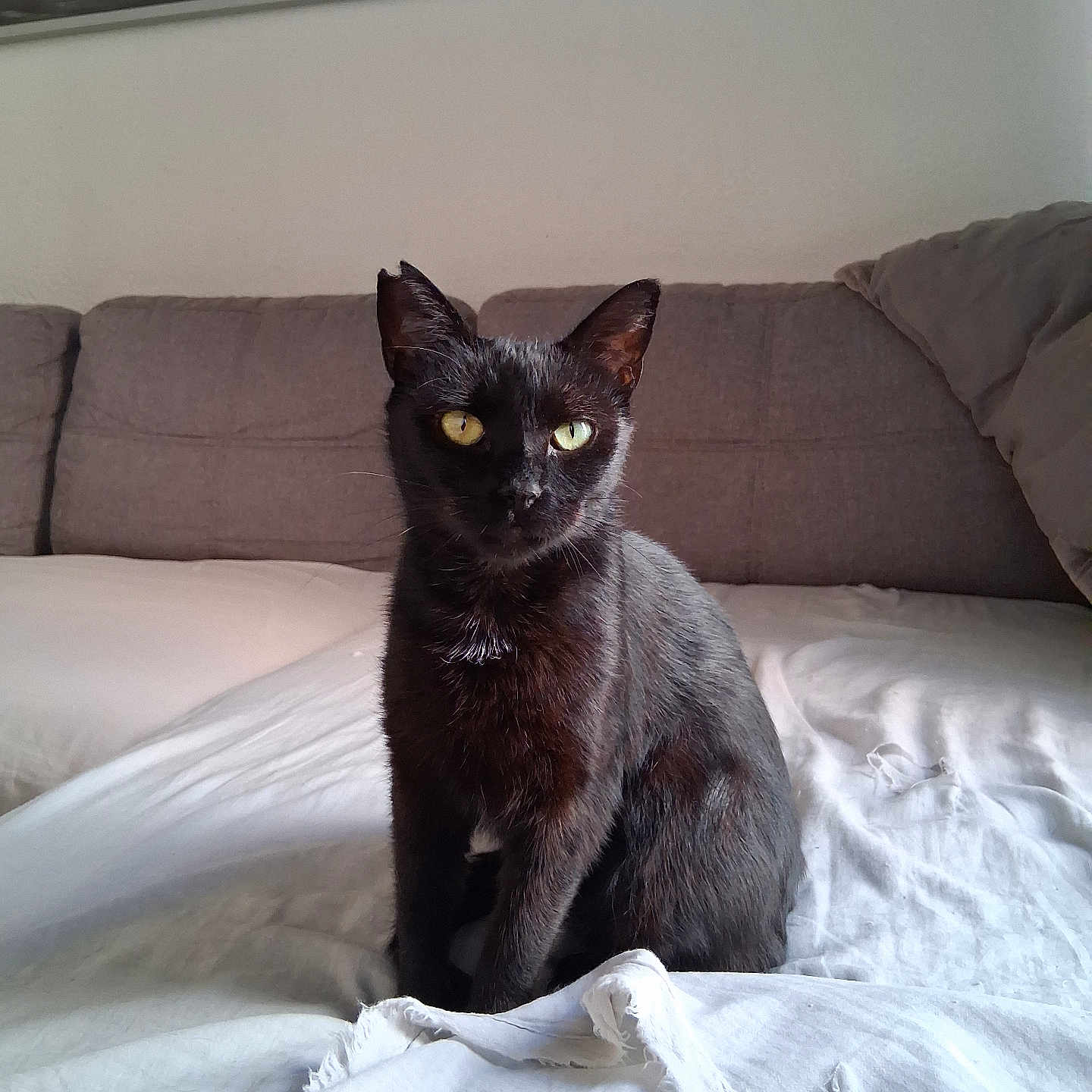 Nélica participe au concours pour gagner de l'argent avec cette photo : animal, black_cat, blanket, cat, couch, cozy, domestic_animal, feline, fur, gray_couch, home_interior, indoor, looking, pet, portrait, resting, sitting, sofa, wall_art, yellow_eyes