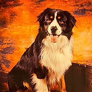 Sacha participe au concours pour gagner de l'argent avec cette photo : dog, animal, pet, portrait, sitting, fur, black, white, brown, tongue, wooden_crate, studio, background, fluffy, cute, canine, domestic_animal, looking_at_camera, indoor, friendly