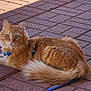cat, orange_tabby, fluffy, pet, leash, harness, brick_patio, stone_border, grass, outdoor, sunlight, shadow, animal, feline, resting, curious, domestic, cute, whiskers, tail