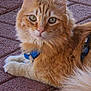 Magnus is registered to the contest to win money with this photo: cat, orange_tabby, fluffy_fur, green_eyes, blue_collar, outdoor, brick_pavement, pet, animal, feline, lying_down, close_up, curious, whiskers, tail, paws, mammal, domestic_animal, cute, relaxed