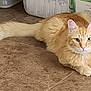 cat, orange_cat, fluffy, pet, animal, indoor, floor, green_eyes, relaxed, cute, feline, whiskers, ears, tail, paws, looking, home, domestic, mammal, resting