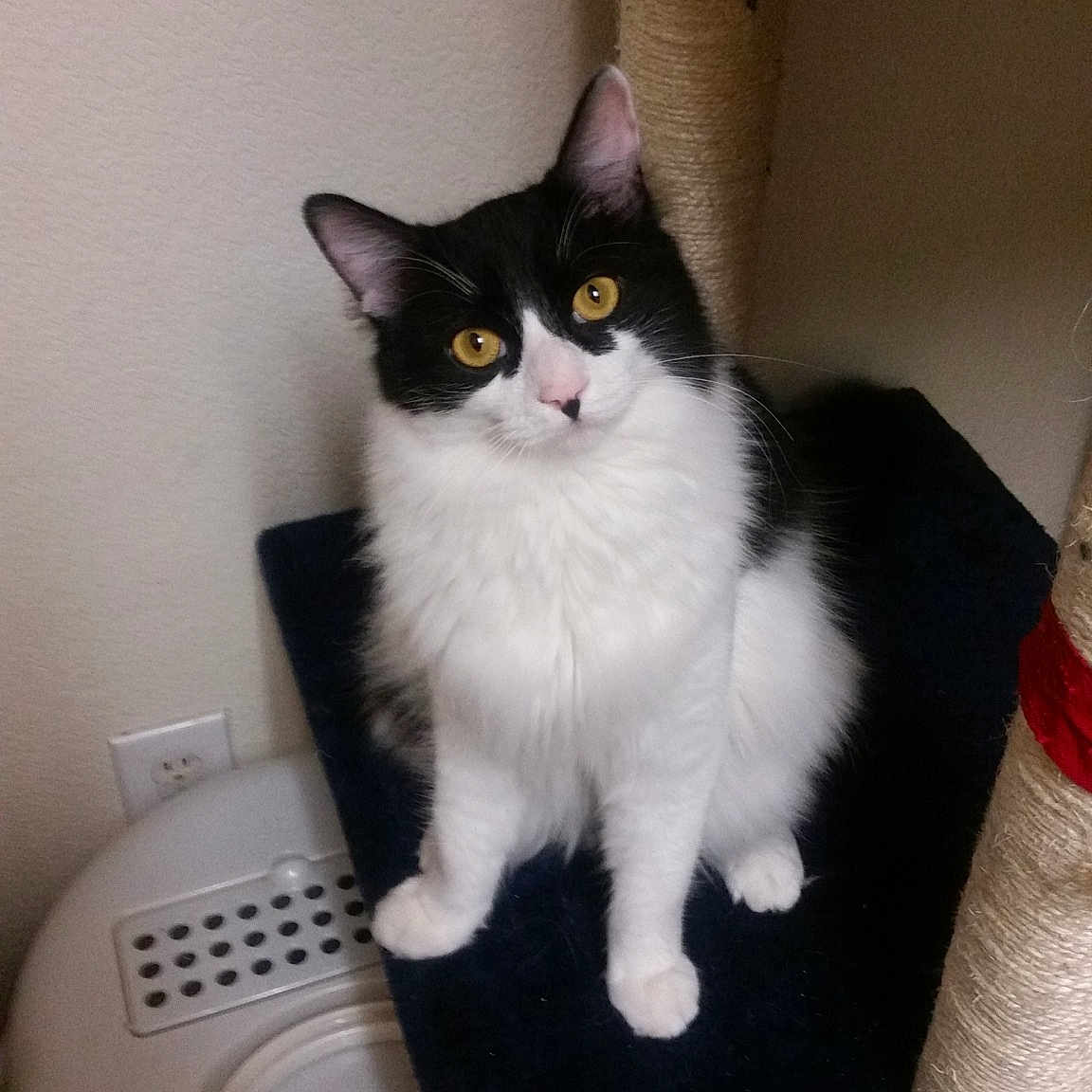 Yoda is registered to the contest to win money with this photo: british_semi_longhair, carnivore, cat, domestic_long_haired_cat, domestic_short_haired_cat, european_shorthair, felidae, kitten, mammal, norwegian_forest_cat, persian, polydactyl_cat, small_to_medium_sized_cats, tail, whiskers