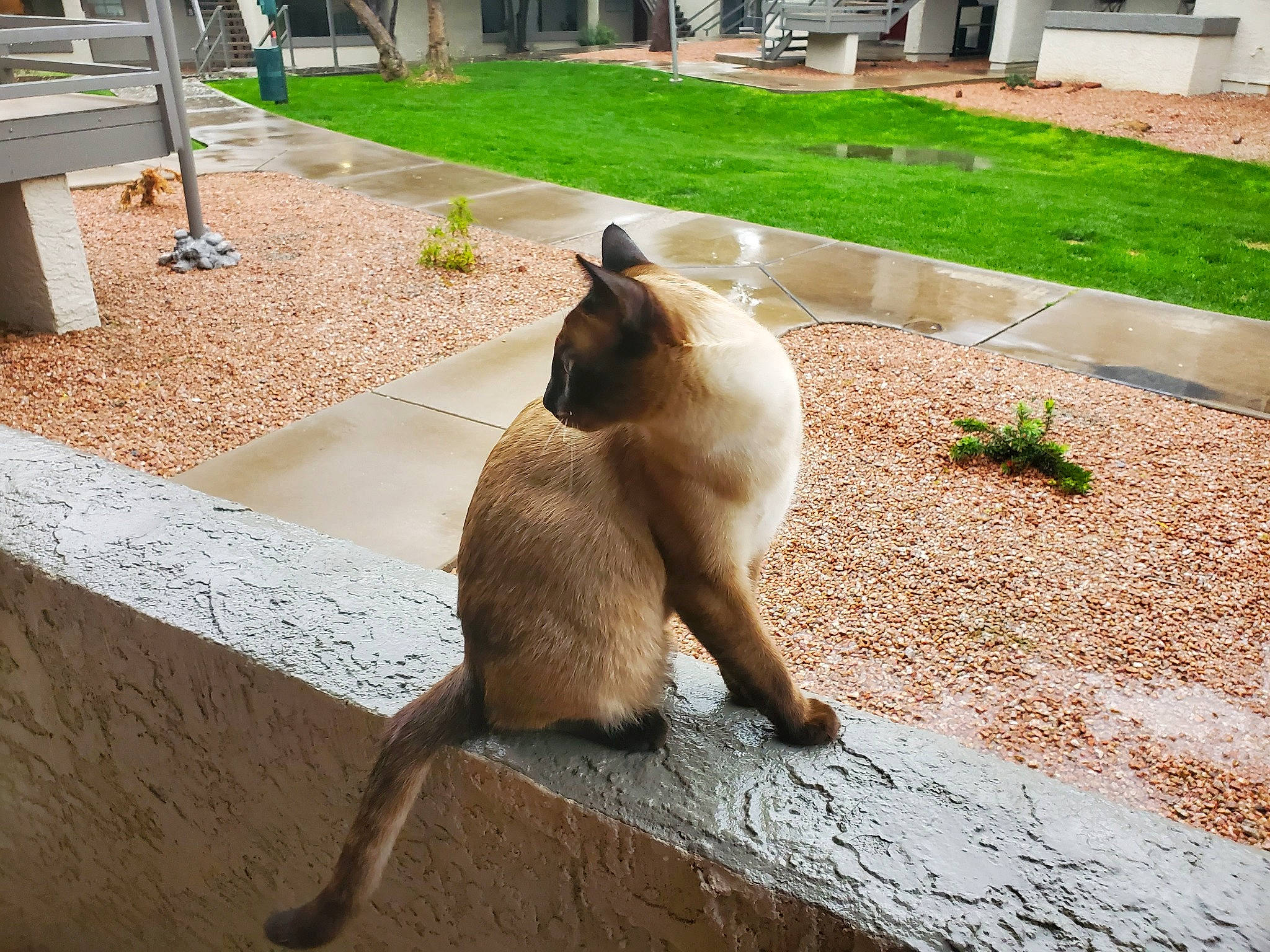 Cloud Strife joined the competition — help win amazing prizes! balinese, carnivore, cat, fawn, felidae, macropodidae, mammal, siamese, small_to_medium_sized_cats, tail, thai, tonkinese