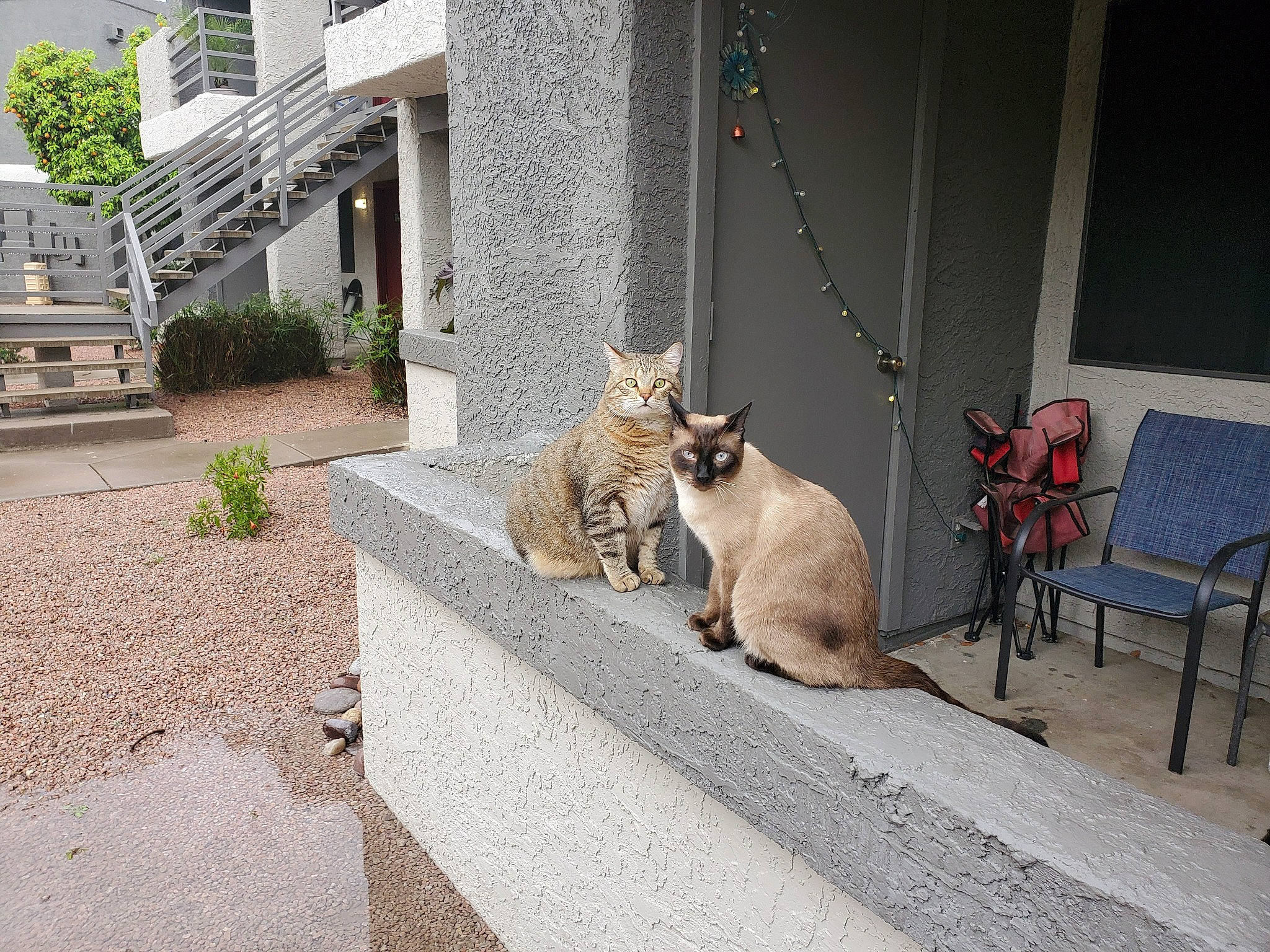 Cloud Strife joined the competition — help win amazing prizes! aegean_cat, asian, carnivore, cat, domestic_short_haired_cat, european_shorthair, fawn, felidae, infrastructure, neighbourhood, polydactyl_cat, road, sand, sidewalk, small_to_medium_sized_cats, snapshot, street, tail, thai, whiskers