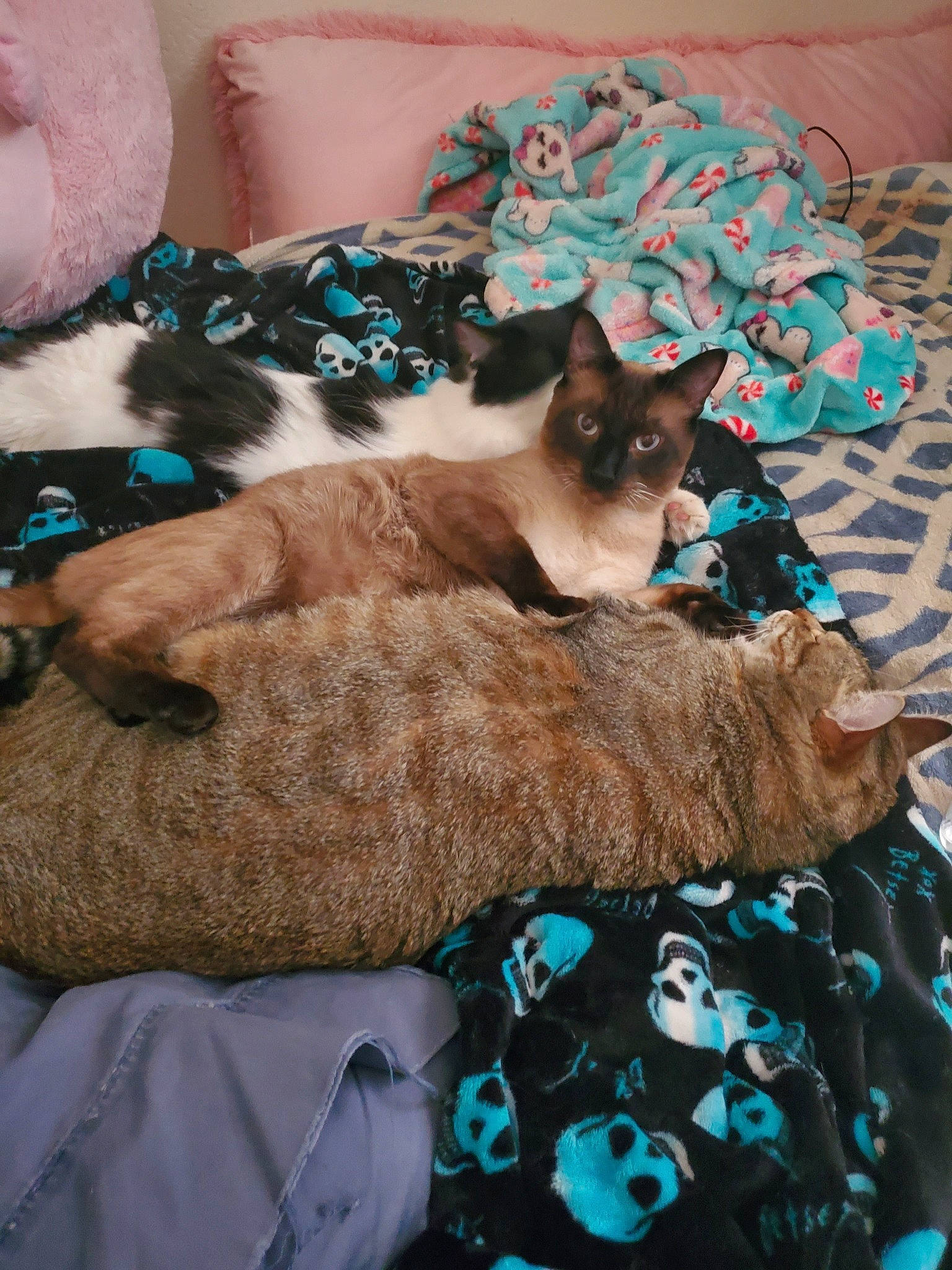 Cloud Strife joined the competition — help win amazing prizes! asian, burmese, carnivore, cat, colorpoint_shorthair, domestic_short_haired_cat, fawn, felidae, german_rex, kitten, ojos_azules, siamese, small_to_medium_sized_cats, snowshoe, tail, thai, tonkinese, whiskers