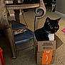 cat, black_and_white, cardboard_box, amazon_box, indoor, carpet, table, storage_container, pet, animal, curious, feline, domestic_cat, box, floor, collar, whiskers, side_view, household, cozy