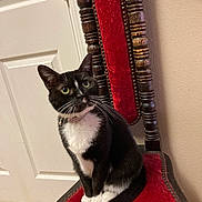 Shirley joined the competition — help win amazing prizes! cat, tuxedo_cat, chair, red_velvet, vintage_furniture, indoor, pet, animal, feline, curious, black_and_white, collar, sitting, whiskers, floor, door, wall, wood, home, portrait