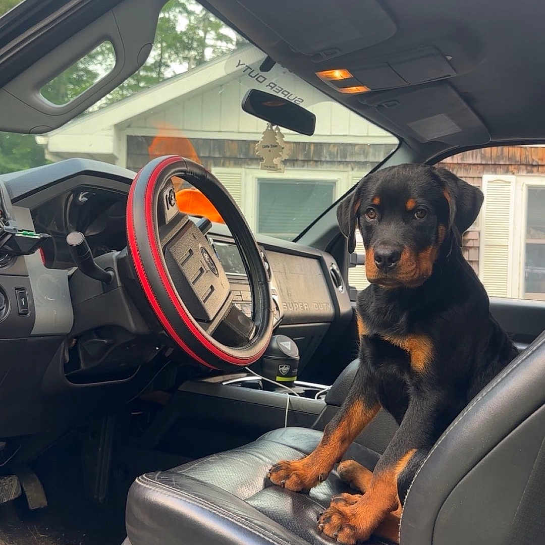 Hank joined the competition — help win amazing prizes! alloywheel, animal, canine, car, car_exterior, car_interior, carseat, carwheel, dog, driving, hound, machine, person, pet, puppy, spoke, tire, transportation, vehicle, wheel
