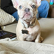 Gordita joined the competition — help win amazing prizes! animal, blanket, blue_eyes, closeup, collar, couch, cute, dog, dog_tag, ears, french_bulldog, fur, indoor, jeans, laptop, nose, person, pet, puppy, sitting