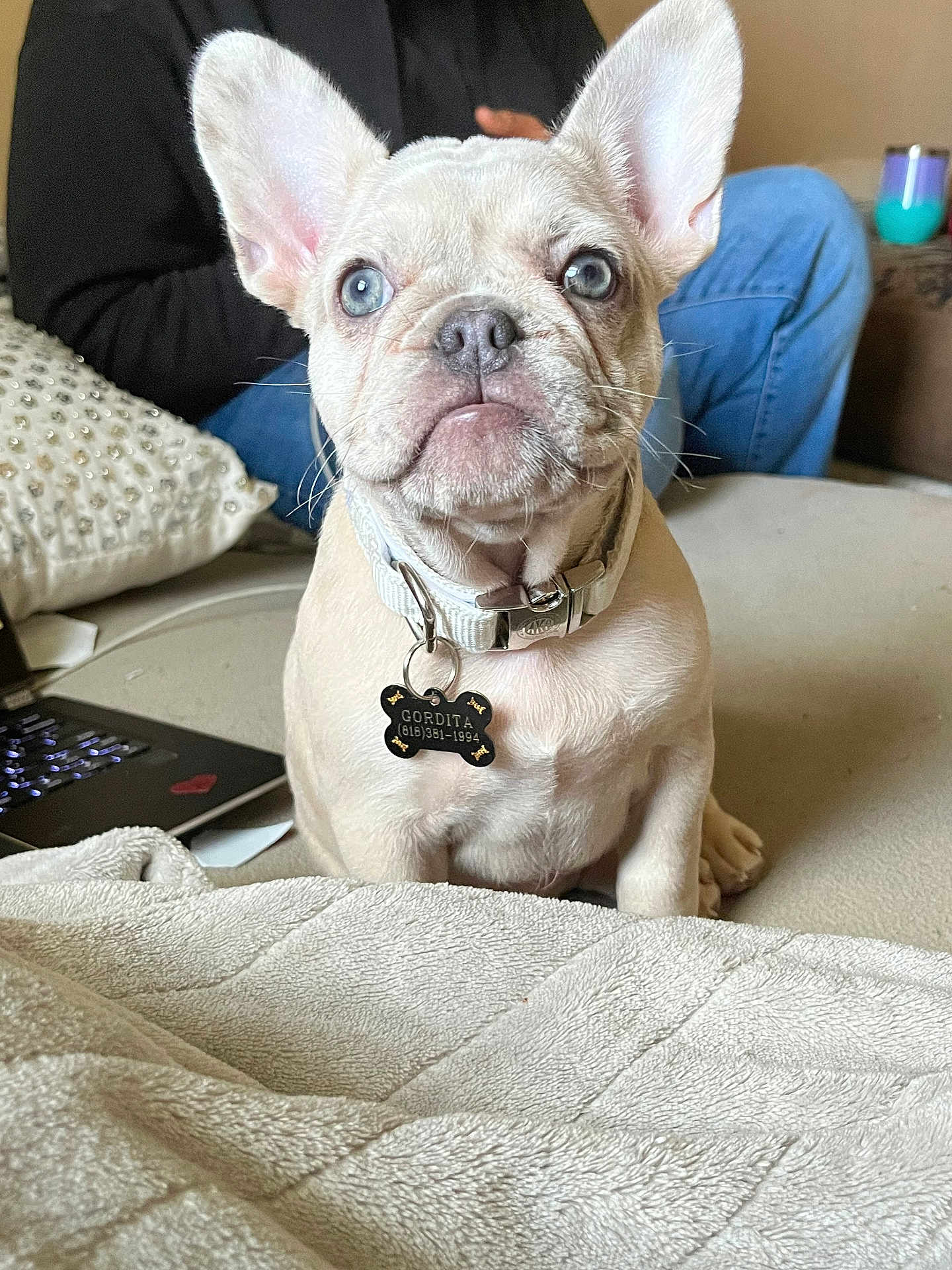 Gordita