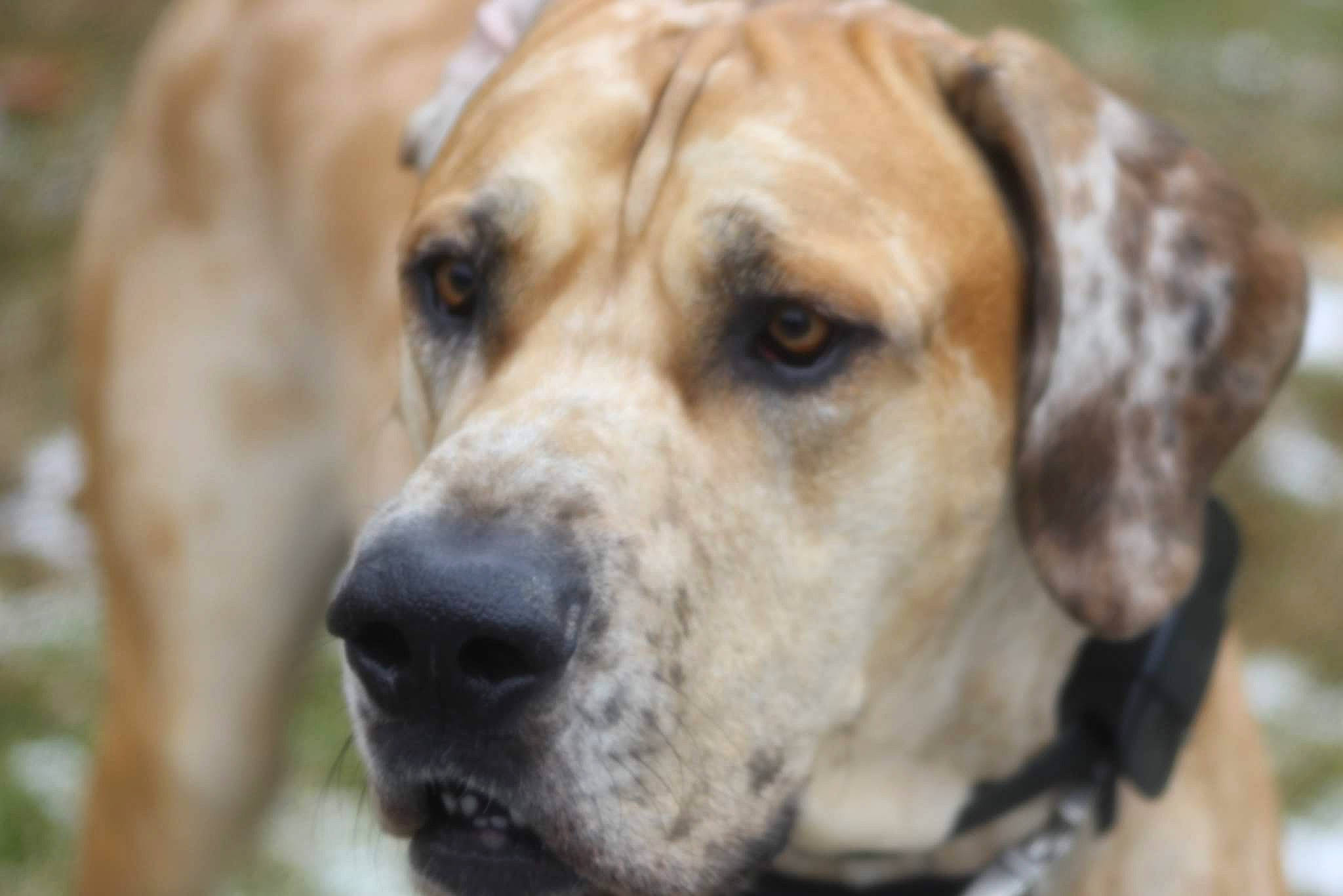 Charlie joined the competition — help win amazing prizes! ancient_dog_breeds, biting, canidae, carnivore, companion_dog, dog, dog_breed, fawn, fur, gun_dog, hunting_dog, scent_hound, snout, sporting_group, terrestrial_animal, whiskers, working_dog