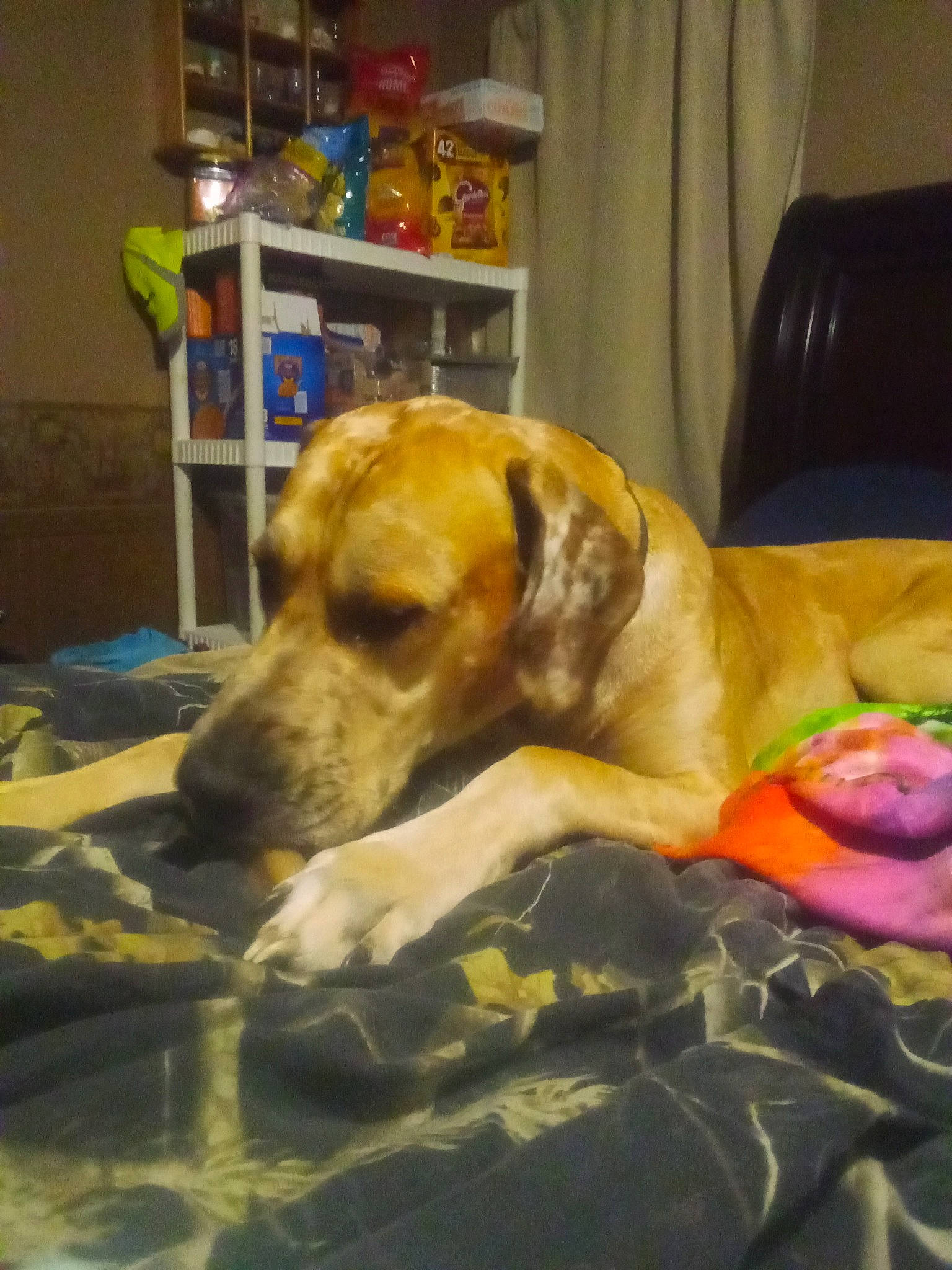 Charlie is registered to the contest to win money with this photo: canidae, carnivore, comfort, companion_dog, curtain, dog, dog_breed, dog_supply, fawn, flooring, fur, guard_dog, linens, nap, paw, room, shelf, shelving, sporting_group, working_animal