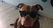Hulk a rejoint le concours — aidez-le/la à gagner de superbes lots ! dog, sunglasses, portrait, sitting, indoors, floor, wood_floor, wall, brown_dog, white_chest, pet, canine, bulldog, serious_expression, fashion, accessory, toy, bag, home, photography
