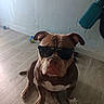 dog, sunglasses, portrait, sitting, indoors, floor, wood_floor, wall, brown_dog, white_chest, pet, canine, bulldog, serious_expression, fashion, accessory, toy, bag, home, photography