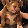 puppy, dog, brown_dog, pit_bull, sitting, portrait, close_up, large_eyes, floppy_ears, white_chest, paws, indoor, human, black_background, table, crumbs, cute, serious_expression, pet, animal