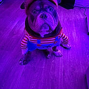 Hulk participe au concours pour gagner de l'argent avec cette photo : dog, bulldog, pet, animal, portrait, costume, clothing, headband, striped_shirt, suspenders, indoors, wood_floor, purple_lighting, colored_lighting, sitting, looking_at_camera, wrinkled_face, short_snout, funny_expression, fashionable_pet