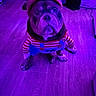 dog, bulldog, pet, animal, portrait, costume, clothing, headband, striped_shirt, suspenders, indoors, wood_floor, purple_lighting, colored_lighting, sitting, looking_at_camera, wrinkled_face, short_snout, funny_expression, fashionable_pet