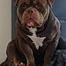 dog, bulldog, pet, animal, sitting, portrait, indoors, blanket, brown_fur, white_chest, white_paws, wrinkled_face, floppy_ears, short_muzzle, stocky, serious_expression, looking_at_camera, couch, home, photography