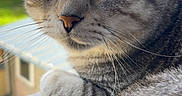 Simba a rejoint le concours — aidez-le/la à gagner de superbes lots ! cat, tabby_cat, close_up, windowsill, outdoor, green_eyes, fur, whiskers, resting, pet, animal, portrait, natural_light, blurred_background, calm, feline, domestic_cat, looking_away, soft_texture, indoor