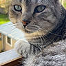 cat, tabby_cat, close_up, windowsill, outdoor, green_eyes, fur, whiskers, resting, pet, animal, portrait, natural_light, blurred_background, calm, feline, domestic_cat, looking_away, soft_texture, indoor