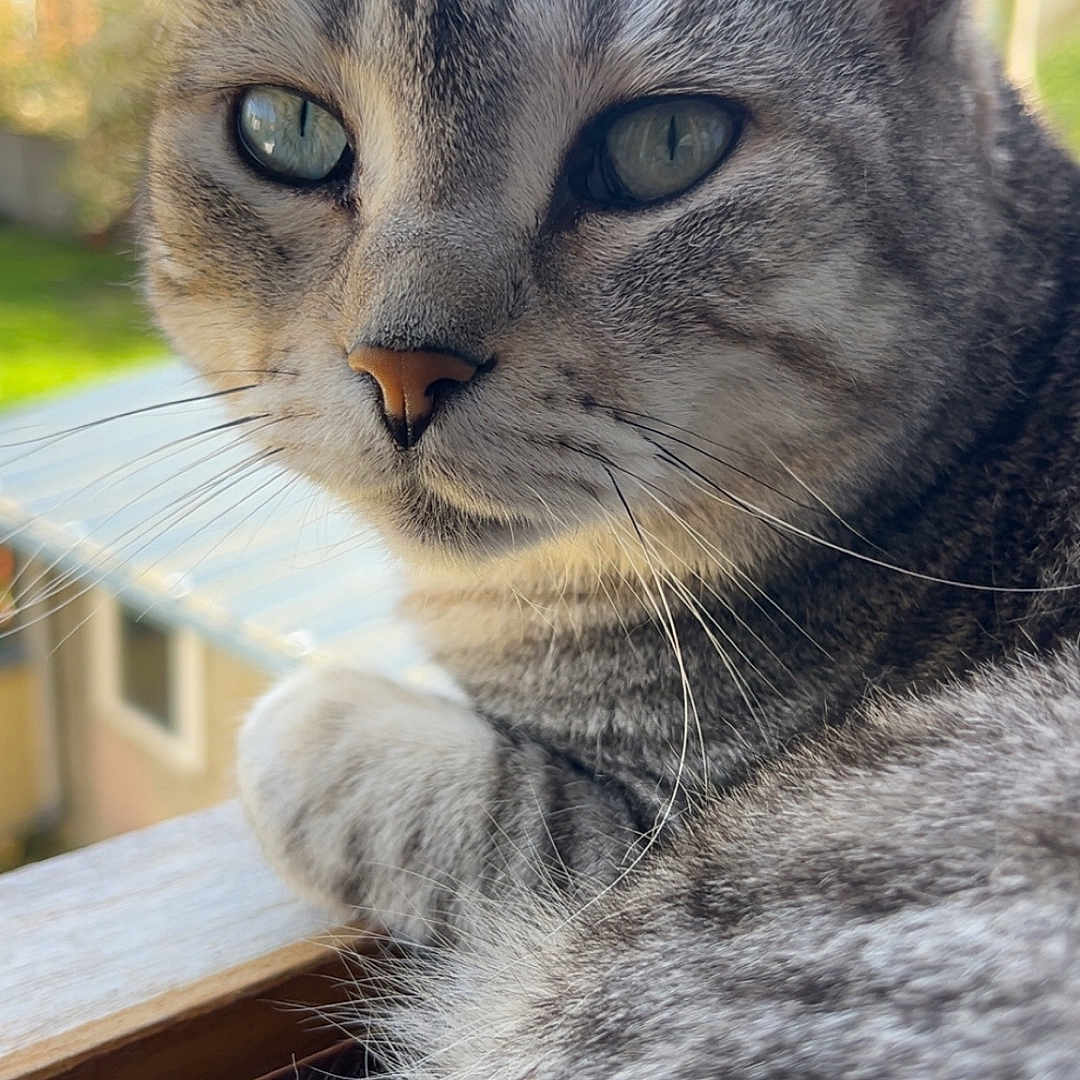 Simba a rejoint le concours — aidez-le/la à gagner de superbes lots ! cat, tabby_cat, close_up, windowsill, outdoor, green_eyes, fur, whiskers, resting, pet, animal, portrait, natural_light, blurred_background, calm, feline, domestic_cat, looking_away, soft_texture, indoor