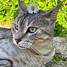 Simba a rejoint le concours — aidez-le/la à gagner de superbes lots ! cat, gray_tabby, flower, daisy, close_up, outdoor, greenery, whiskers, relaxed, nature, pet, animal, feline, portrait, cute, sunlight, leaf, grass, ground, peaceful