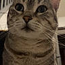 Simba participe au concours pour gagner de l'argent avec cette photo : cat, tabby_cat, indoor, close_up, animal, pet, feline, whiskers, fur, ears, face, curious, looking_up, domestic_cat, striped, mammal, household, portrait, cute, eyes
