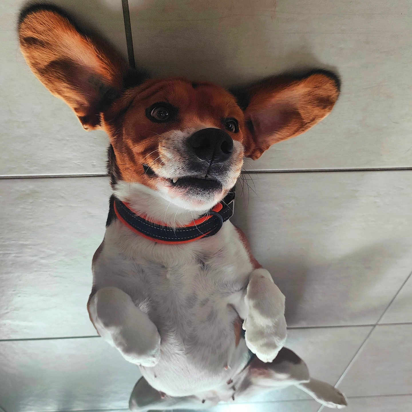 Coco