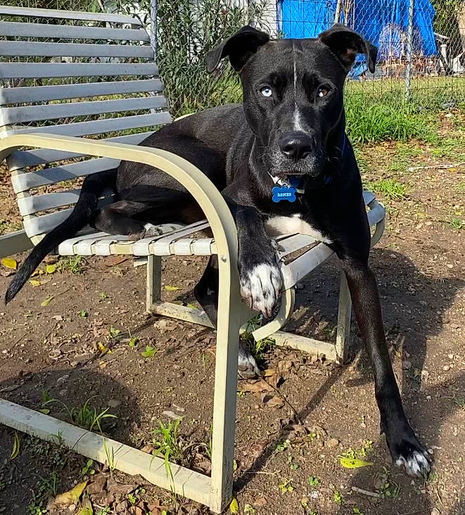 Romeo joined the competition — help win amazing prizes! adventure, borador, canidae, carnivore, collar, companion_dog, dog, dog_breed, dog_collar, dog_supply, electric_blue, fence, grass, gun_dog, pet_supply, plant, soil, sporting_group, tail, working_animal