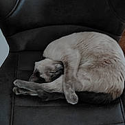 Oxan a rejoint le concours — aidez-le/la à gagner de superbes lots ! cat, sleeping, curled_up, chair, feline, pet, resting, cozy, indoor, fur, cute, animal, domestic_animal, paw, relaxation, quiet, soft, cushion, comfort, tabby