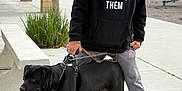 Vader joined the competition — help win amazing prizes! man, dog, leash, hoodie, sunglasses, sidewalk, park, slide, trees, buildings, black_dog, casual, outdoor, streetwear, pet, person, pavement, gray_pants, cap, footwear
