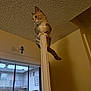 cat, indoor, door_frame, perched, curious, window, apartment, building, feline, animal, pet, tail, ears, claws, wall, ceiling, screen, daylight, balcony, quiet