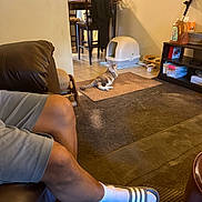 Sora is registered to the contest to win money with this photo: cat, person, legs, shorts, sock, sandals, couch, living_room, floor_mat, litter_box, chair, table, shelf, bottle, cross, carpet, indoor, home, relaxing, furniture