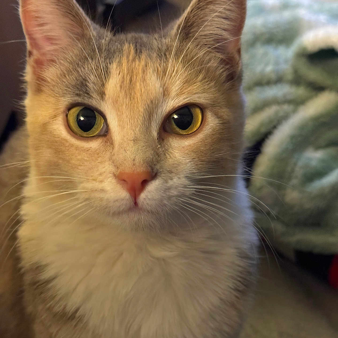 Sora joined the competition — help win amazing prizes! animal, blanket, cat, close_up, cozy, curious, cute, domestic, ears, face, feline, fur, indoor, indoor_lighting, nose, pet, portrait, soft, whiskers, yellow_eyes