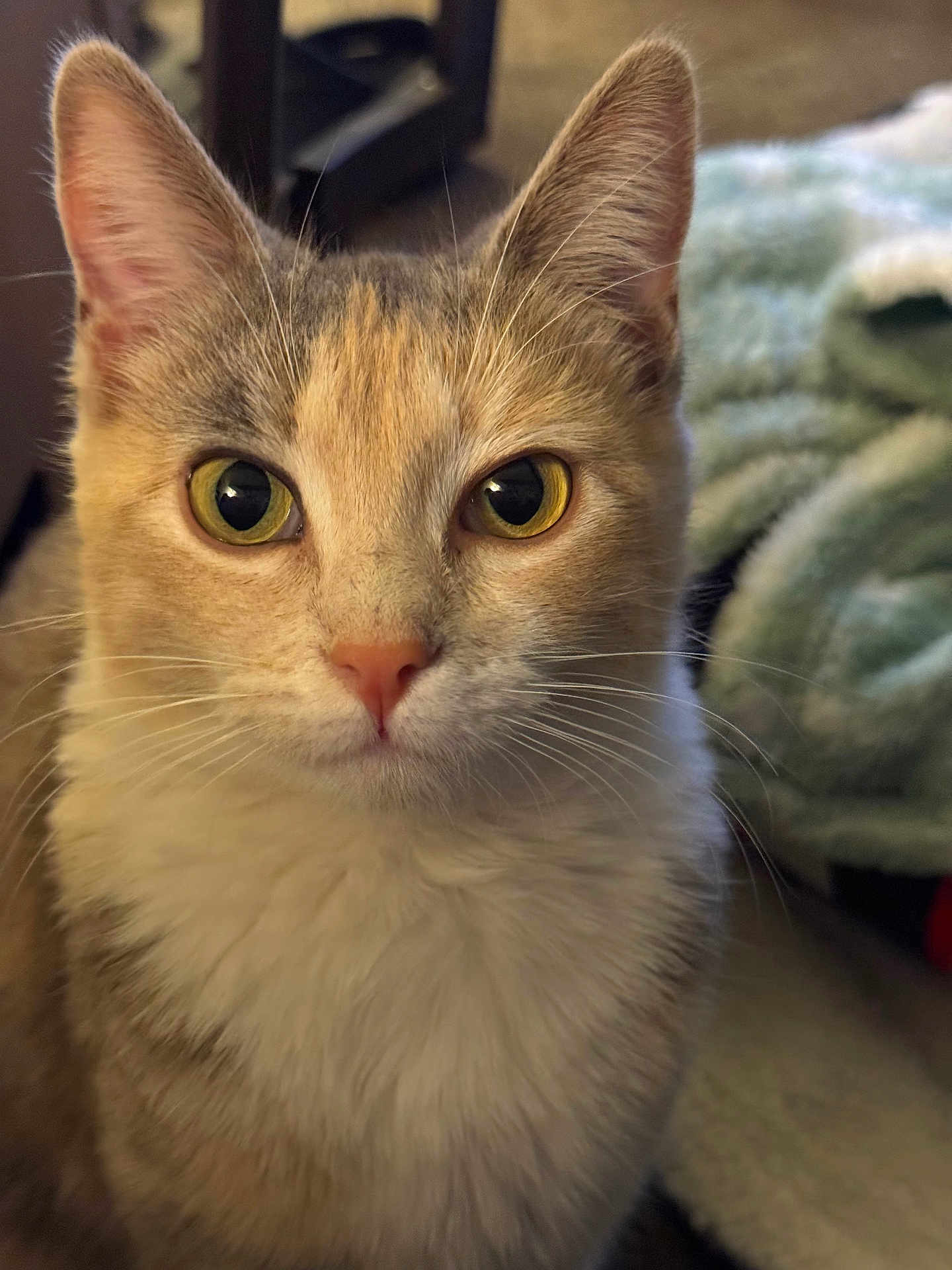 Sora joined the competition — help win amazing prizes! cat, close_up, yellow_eyes, fur, whiskers, pet, indoor, cozy, blanket, curious, portrait, animal, cute, feline, soft, ears, face, nose, indoor_lighting, domestic