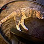 Sora is registered to the contest to win money with this photo: cat, sleeping, carpet, toy_car, indoor, pet, fur, relaxed, metal_frame, floor, animal, resting, small_toy, striped_cat, tabby, whiskers, paw, cute, domestic_cat, quiet