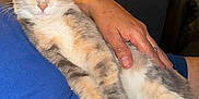 Sora is registered to the contest to win money with this photo: cat, sleeping, relaxed, hands, person, blue_shirt, indoor, furniture, leather_chair, plaid_cloth, cozy, pet, animal, fur, paws, resting, comfort, home, closeup, content