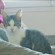 Vanille a rejoint le concours — aidez-le/la à gagner de superbes lots ! cat, feline, pet, domestic_cat, tabby, white_and_gray, whiskers, ears, green_eyes, sitting, indoor, window, bed, blanket, cozy, portrait, close_up, relaxed, radiator, fur