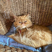 Guizmo a rejoint le concours — aidez-le/la à gagner de superbes lots ! cat, orange_cat, fluffy, wicker_chair, cushion, indoor, pet, feline, resting, fur, animal, cute, relaxed, whiskers, face, ears, home, cozy, domestic, portrait